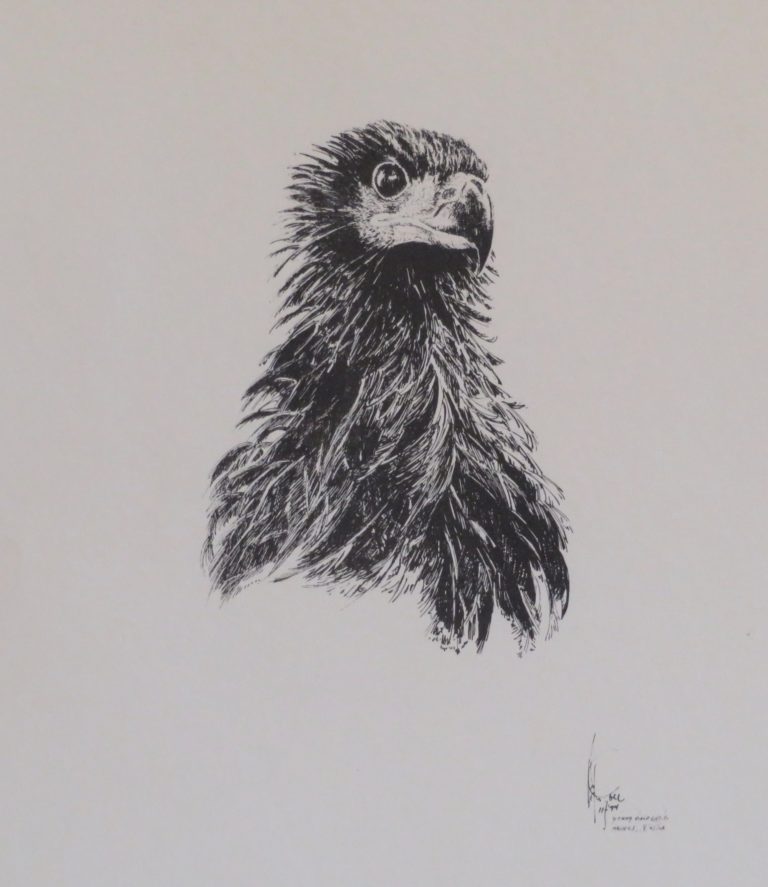 Drawing: Baby Bald Eagle 1974 Drawing: Baby Bald Eagle 1974