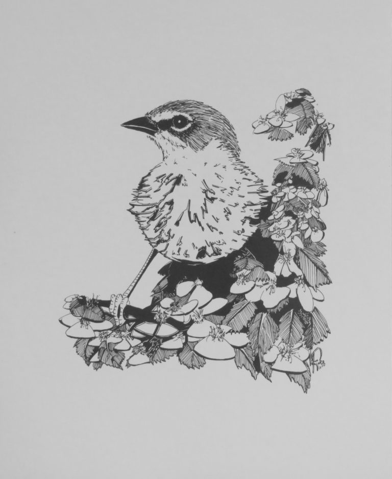 Drawing: Yellow-Breasted Chat 1972 Drawing: Yellow-Breasted Chat 1972