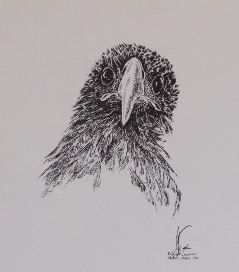 Drawing: Baby Bald Eagle II 1975 Drawing: Baby Bald Eagle II 1975