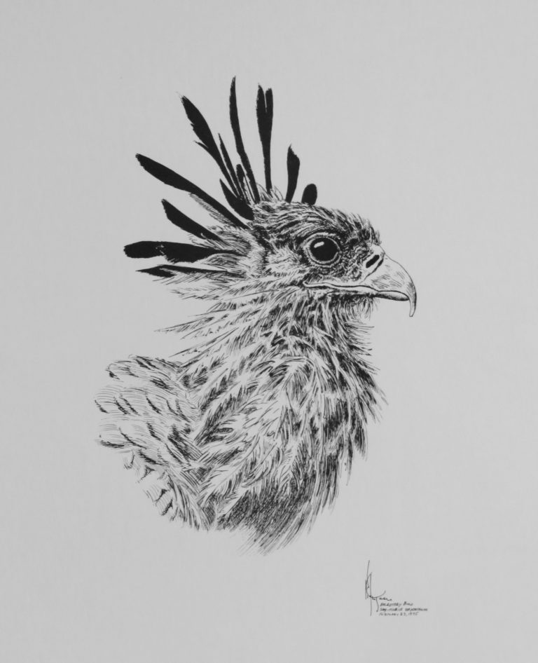 Drawing: Secretary Bird 1975 Drawing: Secretary Bird 1975