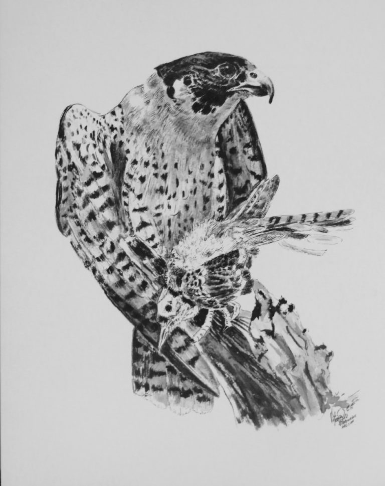 Drawing: Duck Hawk with Blue Jay Drawing: Duck Hawk with Blue Jay