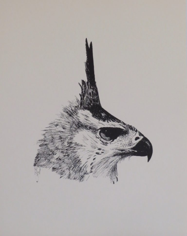 Drawing: Ornate Hawk Eagle 1968 Drawing: Ornate Hawk Eagle 1968