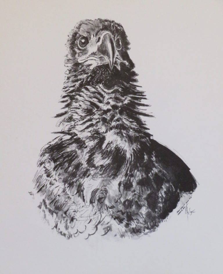 Drawing: Baby Bald Eagle III 1975 Drawing: Baby Bald Eagle III 1975