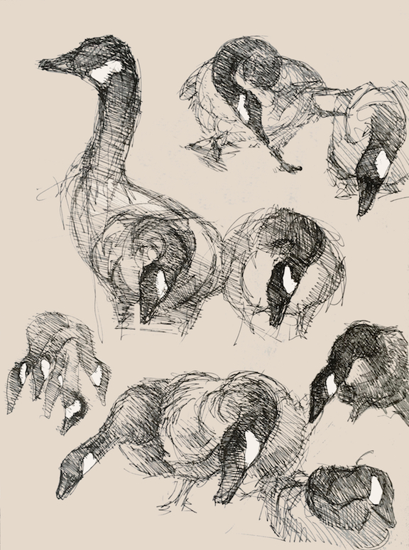 Goose Drawings Goose Drawings